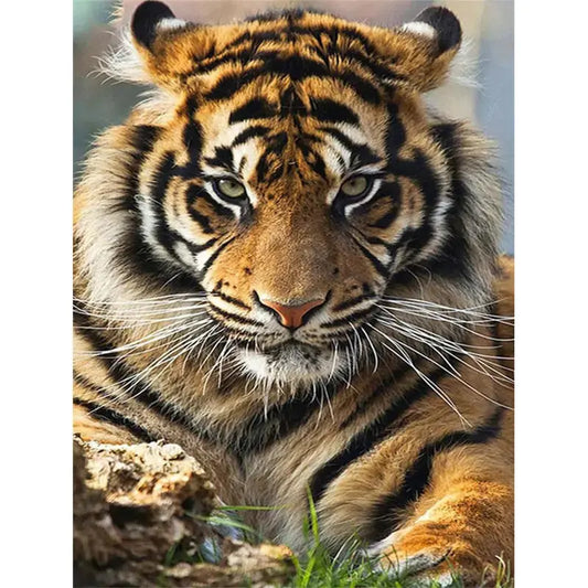 BENGAL TIGER DIY Acrylic Painting by Numbers Kit on Canvas Deepan Enterprises