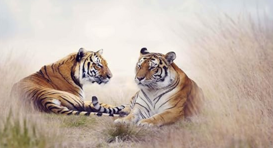 Corbett DIY Acrylic Painting by Numbers Kit on Canvas